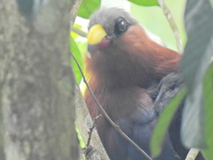 Rhamphococcyx calyorhynchus