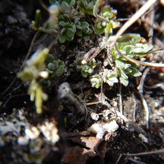 Draba nivalis