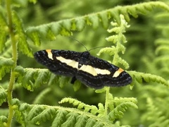 Heliomata infulata