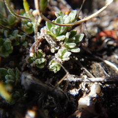 Draba nivalis