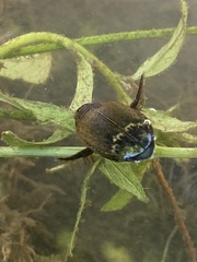 Acilius abbreviatus