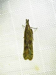 Dichomeris ligulella