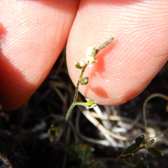 Draba nivalis