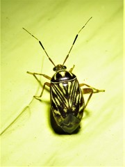 Taedia virgulata