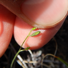 Draba nivalis