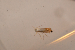 Phyllonorycter argentifimbriella
