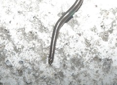Epictia ater
