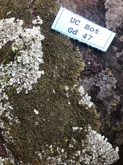 Xanthoparmelia verruculifera