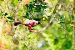 Pycnonotus aurigaster
