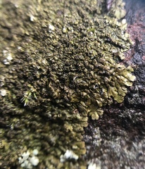 Xanthoparmelia verruculifera