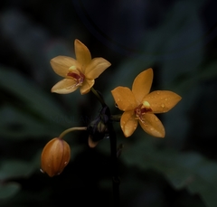 Spathoglottis aurea