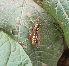 Polistes weyrauchorum