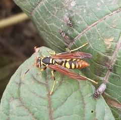 Polistes weyrauchorum