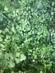 Adiantum jordanii image