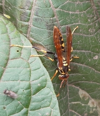 Polistes weyrauchorum