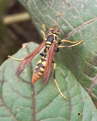 Polistes weyrauchorum