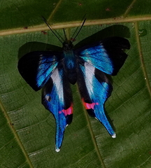Rhetus dysonii psecas