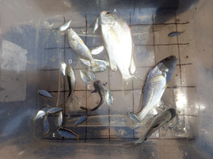Leiostomus xanthurus