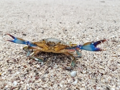 Callinectes arcuatus