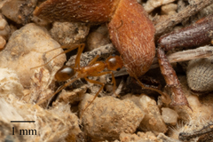 Pheidole fallax