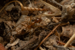 Pheidole fallax