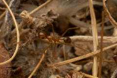 Pheidole fallax