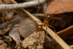 Pheidole fallax