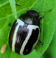 Calligrapha bidenticola