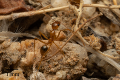 Pheidole fallax