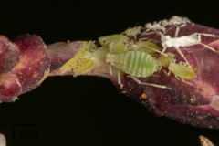 Acyrthosiphon lactucae