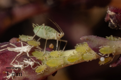 Acyrthosiphon lactucae