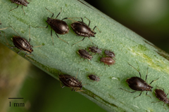 Neotoxoptera formosana