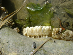 Pugilina tupiniquim