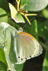 Mylothris rueppellii