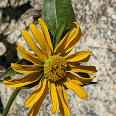Helianthus nuttallii