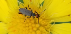 Epicauta atrata