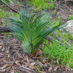 Macrozamia
