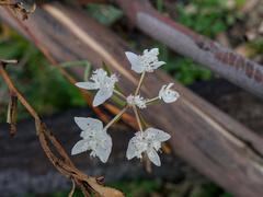 Xanthosia atkinsoniana