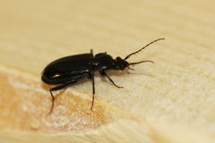 Loricera