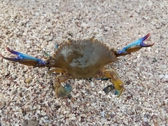 Callinectes arcuatus