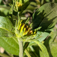 Helianthus nuttallii