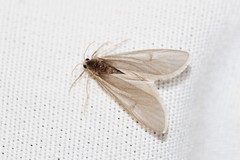 Acentria ephemerella