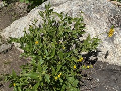 Helianthus nuttallii