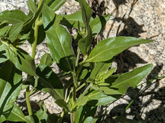 Helianthus nuttallii