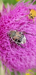 Trichiotinus piger