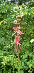 Erythrina herbacea