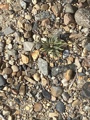 Oxytheca dendroidea dendroidea