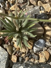 Oxytheca dendroidea dendroidea