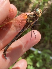 Somatochlora hineana