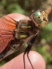 Somatochlora hineana